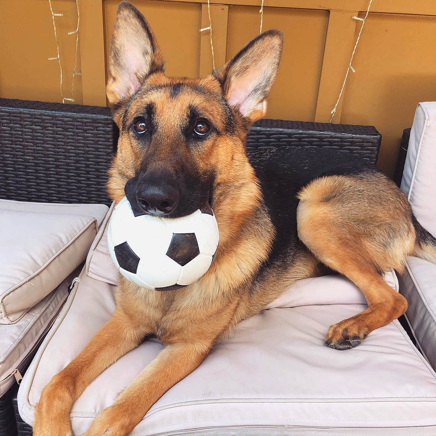 Ivy joined the competition — help win amazing prizes! canidae, carnivore, comfort, companion_dog, dog, dog_bed, dog_breed, dog_supply, fawn, fur, german_shepherd_dog, guard_dog, herding_dog, paw, sitting, snout, sporting_group, whiskers, working_animal, working_dog