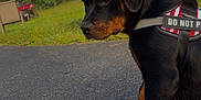 Daisy May joined the competition — help win amazing prizes! animal, asphalt, background, do_not_pet, dog, grass, harness, leaf, leash, morning, nature, outdoor, pet, puppy, quiet, rottweiler, side_view, sitting, tree, young