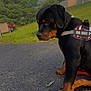 animal, asphalt, background, do_not_pet, dog, grass, harness, leaf, leash, morning, nature, outdoor, pet, puppy, quiet, rottweiler, side_view, sitting, tree, young