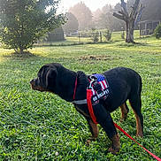 Daisy May joined the competition — help win amazing prizes! alert, animal, canine, dog, fence, grass, greenery, harness, leash, mist, morning, nature, outdoor, pet, puppy, rottweiler, side_view, sunlight, tree, yard