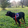 alert, animal, canine, dog, fence, grass, greenery, harness, leash, mist, morning, nature, outdoor, pet, puppy, rottweiler, side_view, sunlight, tree, yard