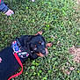Daisy May joined the competition — help win amazing prizes! animal, cute, dog, feet, grass, greenery, harness, in_training, leash, nature, outdoor, pet, playful, puppy, rottweiler, sandals, summer, toenails, training, young