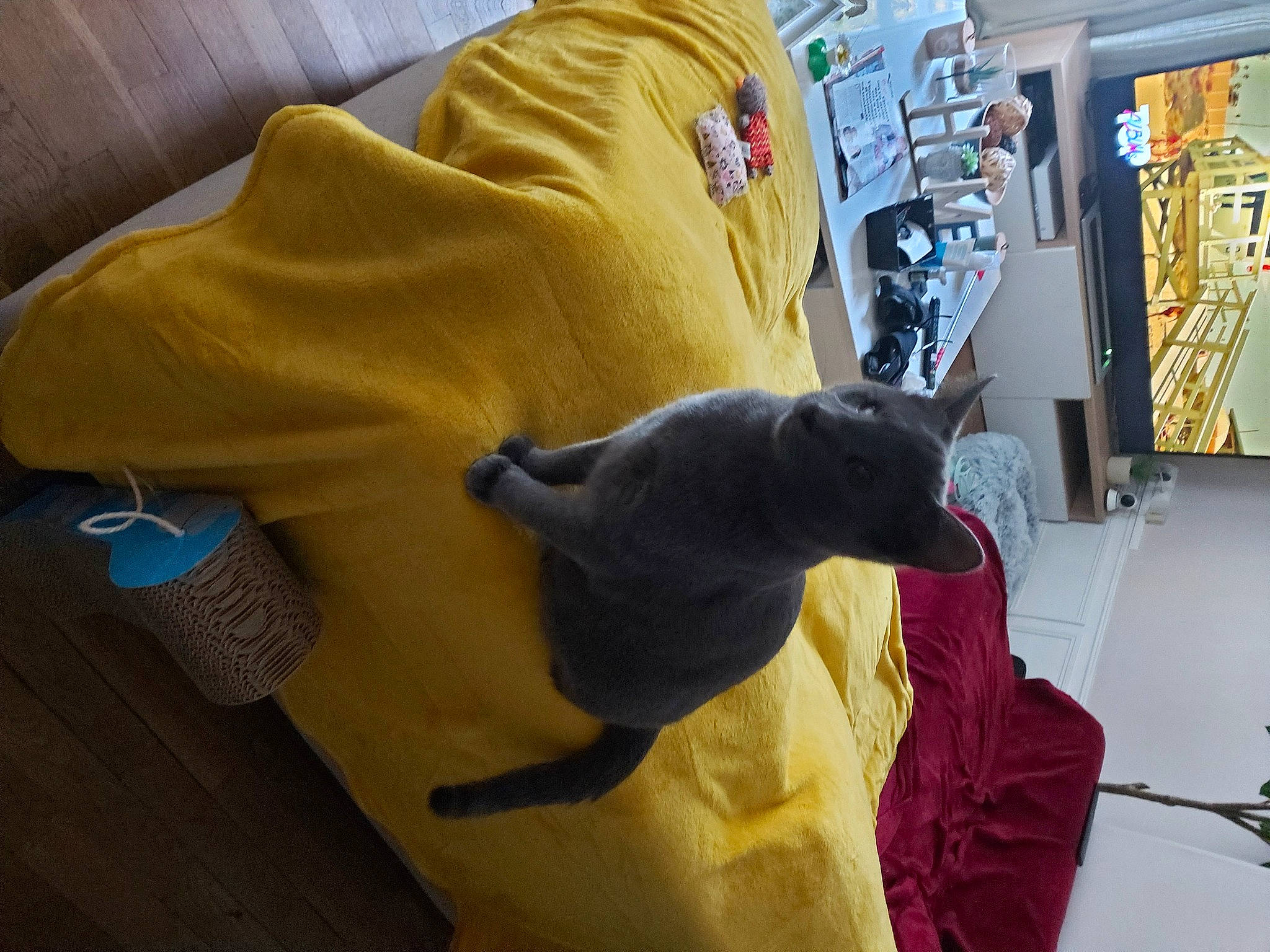 Tigry participe au concours pour gagner de l'argent avec cette photo : art, comfort, companion_dog, felidae, floor, flooring, fun, fur, hardwood, linens, plush, room, shelf, small_to_medium_sized_cats, stuffed_toy, t_shirt, toy, visual_arts, wood, yellow