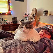 Possum joined the competition — help win amazing prizes! cat, person, bed, blanket, hat, indoor, window, string_lights, lamp, furniture, poster, flower_vase, wooden_furniture, pillow, relaxing, resting, sleepy, cozy, pet, casual