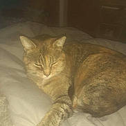 Little Girl is registered to the contest to win money with this photo: cat, tabby, sleeping, bed, indoor, feline, paw, cozy, fur, pet, animal, resting, cute, whiskers, striped, domestic_cat, relaxed, closeup, mammal, soft