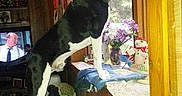 Oreo is registered to the contest to win money with this photo: blanket, collar, couch, curtains, decorations, dog, flowers, furniture, houseplant, indoor, light, living_room, looking_out, man, pet, snowman_ornament, television, vase, window, wooden_wall
