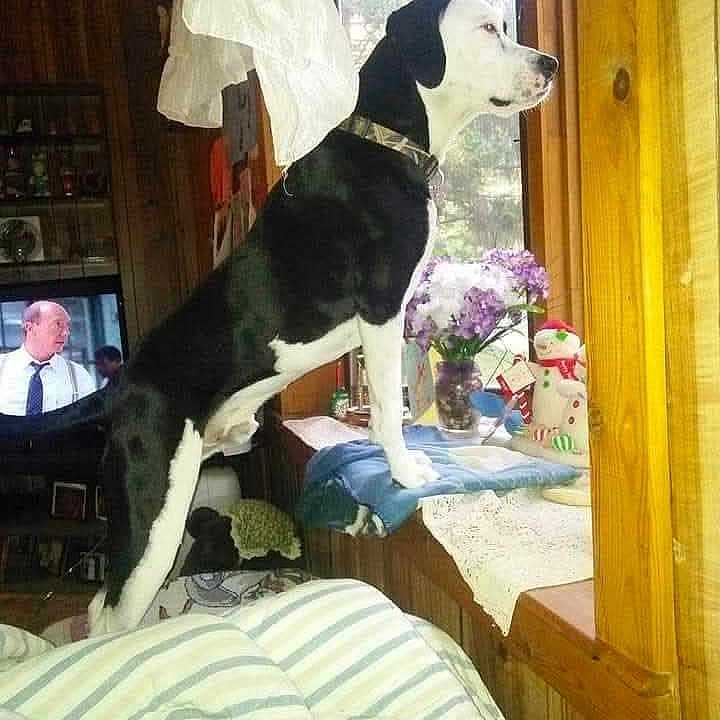 Oreo is registered to the contest to win money with this photo: blanket, collar, couch, curtains, decorations, dog, flowers, furniture, houseplant, indoor, light, living_room, looking_out, man, pet, snowman_ornament, television, vase, window, wooden_wall