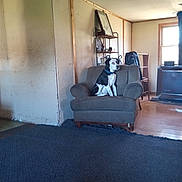 Oreo is registered to the contest to win money with this photo: armchair, black_and_white_dog, calm, carpet, chair, collar, dog, domestic, framed_photos, furniture, home, indoor, living_room, pet, quiet, shelf, sunlight, wall, window, wooden_floor