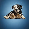 animal, black_and_white_dog, blue_background, calm, cat, companion, cozy, cute, dog, domestic, friendship, fur, looking_at_camera, lying_down, paw, pet, portrait, relaxed, studio, tabby_cat