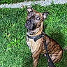 dog, brindle_dog, pet, animal, sitting, grass, outdoor, leash, harness, portrait, looking_at_camera, ears, muzzle, brown_fur, black_fur, greenery, gravel, park, daylight, photography