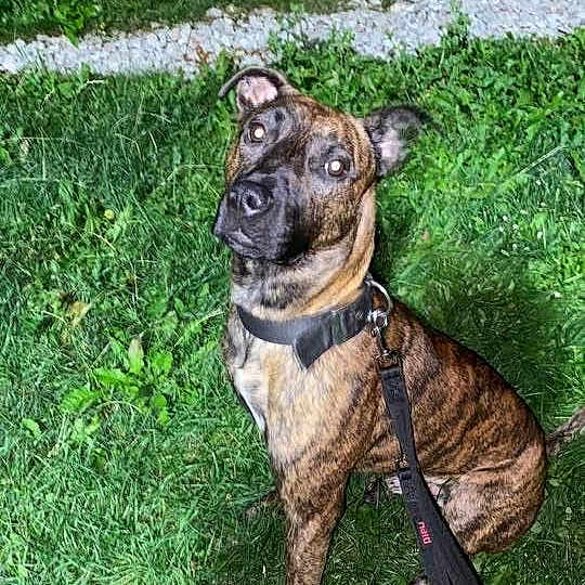 Saïko participe au concours pour gagner de l'argent avec cette photo : dog, brindle_dog, pet, animal, sitting, grass, outdoor, leash, harness, portrait, looking_at_camera, ears, muzzle, brown_fur, black_fur, greenery, gravel, park, daylight, photography
