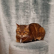 Lilou a rejoint le concours — aidez-le/la à gagner de superbes lots ! abyssinian, angora, animal, armchair, barstool, cat, chair, couch, cushion, egyptiancat, furniture, homedecor, kitten, manx, ottoman, pet, velvet