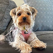 Bella is registered to the contest to win money with this photo: affenpinscher, animal, architecture, building, canine, cockerspaniel, couch, cushion, dog, furniture, homedecor, indoors, livingroom, pet, pillow, poodle, puppy, room, terrier, whitedog