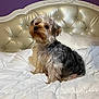 animal, bed, bedroom, blanket, canine, couch, cushion, dog, dogbed, furniture, homedecor, indoors, pet, poodle, puppy, room, terrier