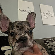 Pepper is registered to the contest to win money with this photo: animal, bodypart, boxer, boy, bulldog, canine, child, dog, face, finger, frenchbulldog, head, male, person, pet, photography, portrait, puppy, text, whiteboard