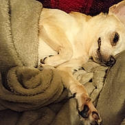 Willy participe au concours pour gagner de l'argent avec cette photo : dog, chihuahua, pet, blanket, paw, paw_pad, sleeping, cozy, indoor, close_up, portrait, fur, snout, nose, resting, bed, soft_texture, blanket_roll, sleepy, comfort