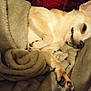 dog, chihuahua, pet, blanket, paw, paw_pad, sleeping, cozy, indoor, close_up, portrait, fur, snout, nose, resting, bed, soft_texture, blanket_roll, sleepy, comfort
