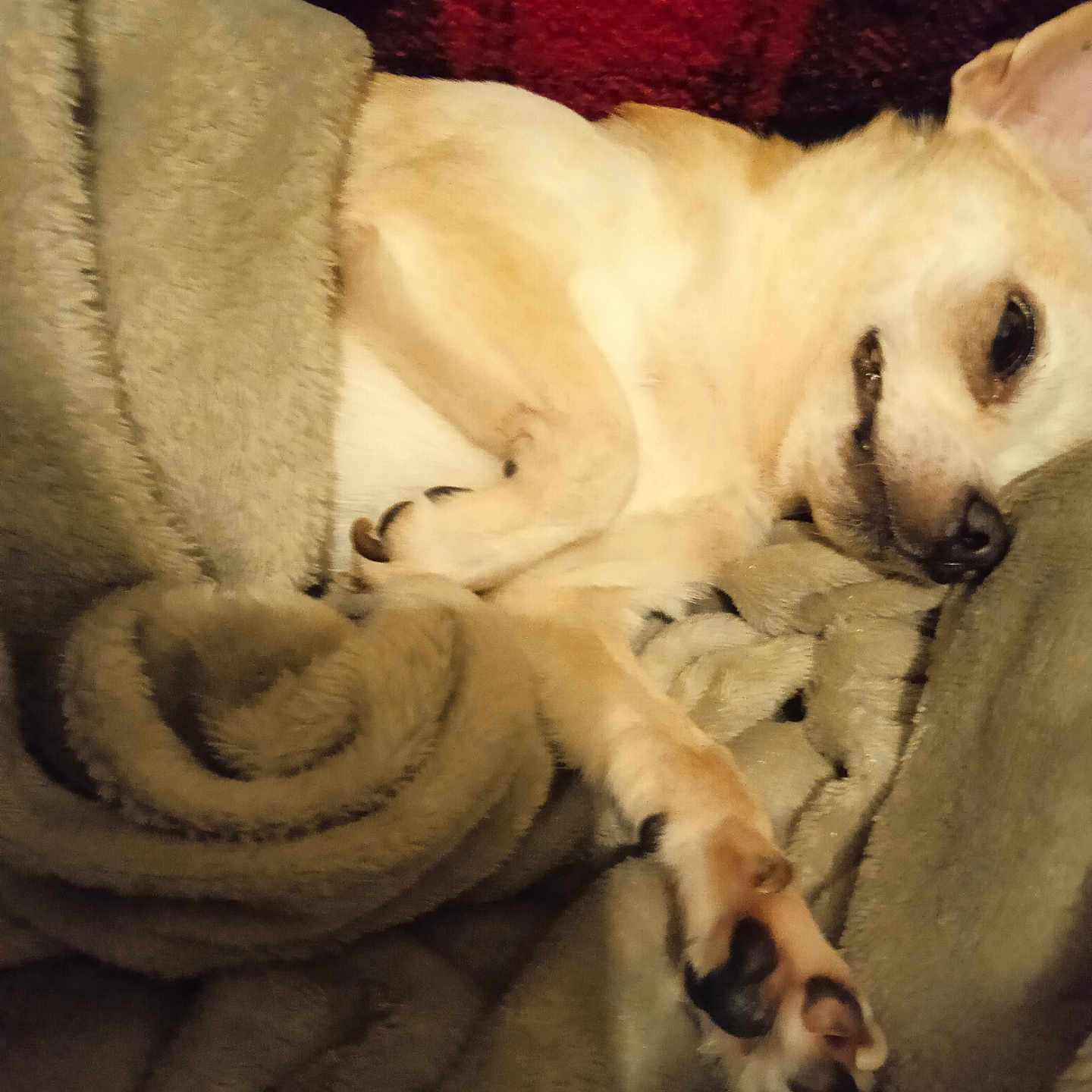 Willy participe au concours pour gagner de l'argent avec cette photo : bed, blanket, blanket_roll, chihuahua, close_up, comfort, cozy, dog, fur, indoor, nose, paw, paw_pad, pet, portrait, resting, sleeping, sleepy, snout, soft_texture