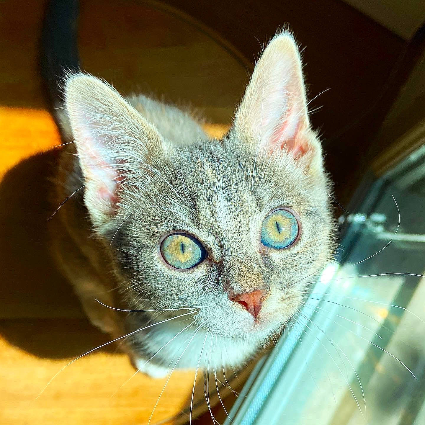 Courgette participe au concours pour gagner de l'argent avec cette photo : box, carnivore, cat, cat_furniture, cat_supply, collar, domestic_short_haired_cat, ear, fawn, felidae, fur, head, human_body, paw, pet_supply, small_to_medium_sized_cats, snout, whiskers, window, windshield