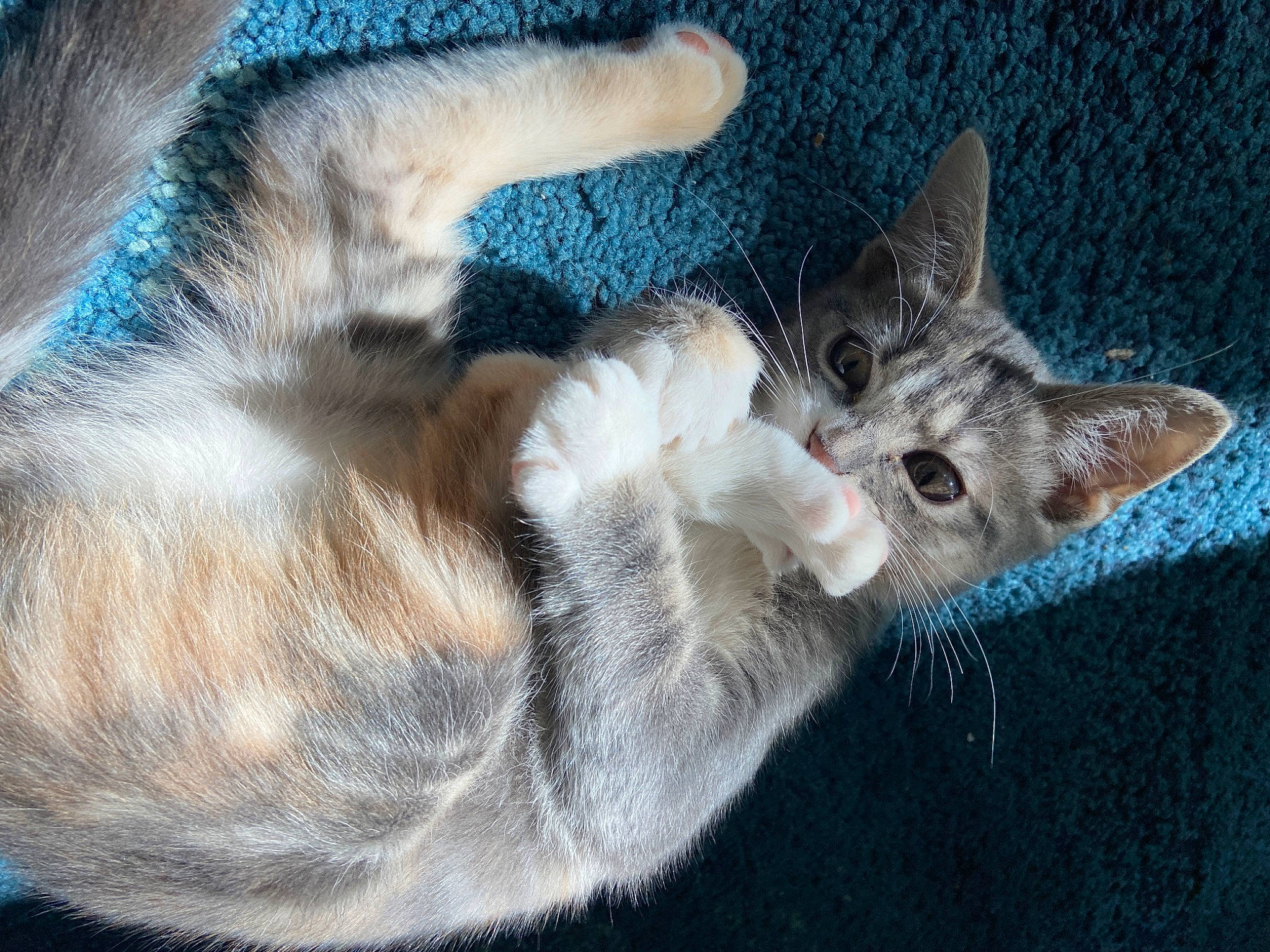 Courgette participe au concours pour gagner de l'argent avec cette photo : carnivore, cat, cat_bed, claw, comfort, domestic_short_haired_cat, ear, fawn, felidae, fur, gesture, grey, nap, paw, sleep, small_to_medium_sized_cats, snout, tail, whiskers