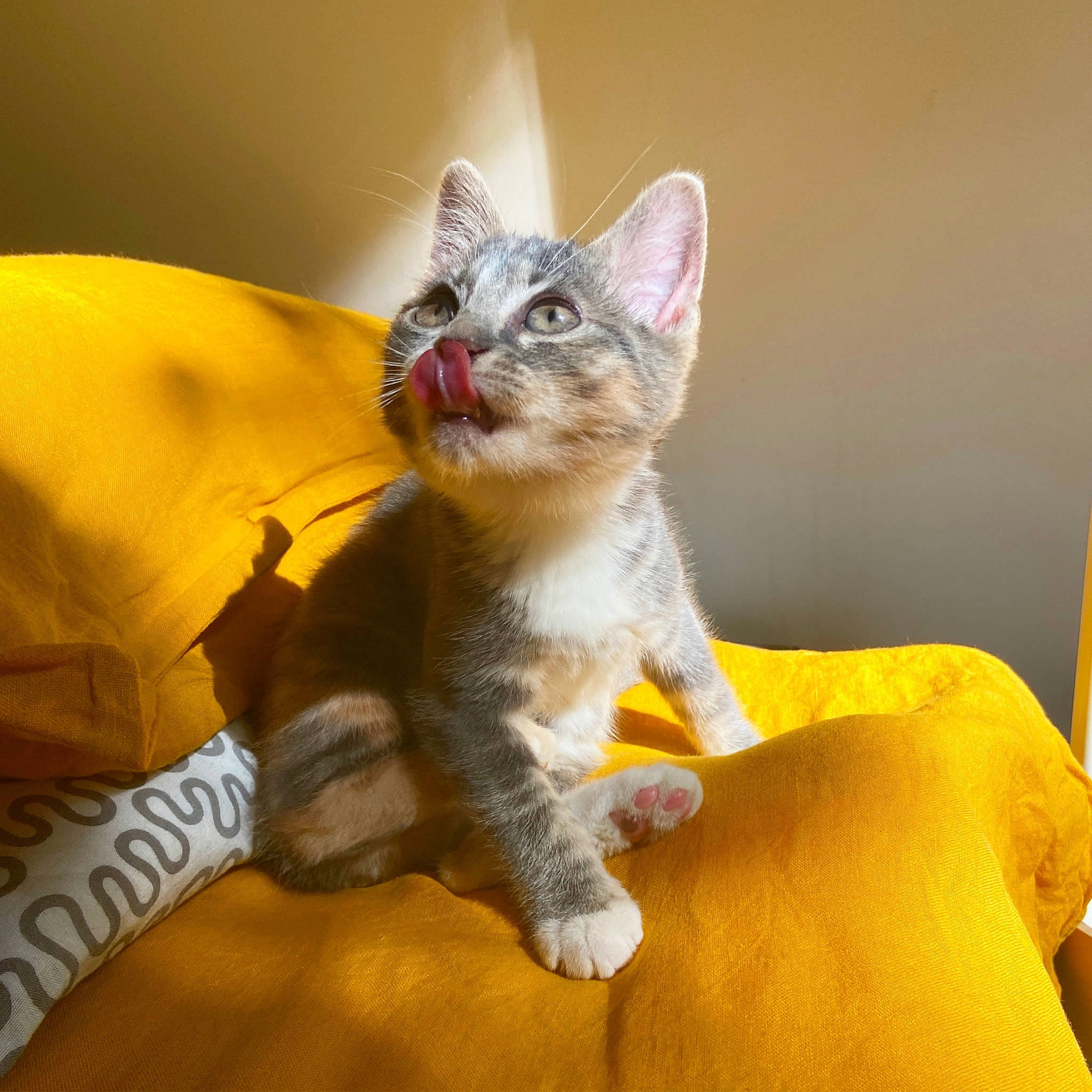 Courgette a rejoint le concours — aidez-le/la à gagner de superbes lots ! carnivore, cat, claw, comfort, domestic_short_haired_cat, fawn, felidae, fur, paw, small_to_medium_sized_cats, snout, tail, terrestrial_animal, whiskers, wildlife, yellow