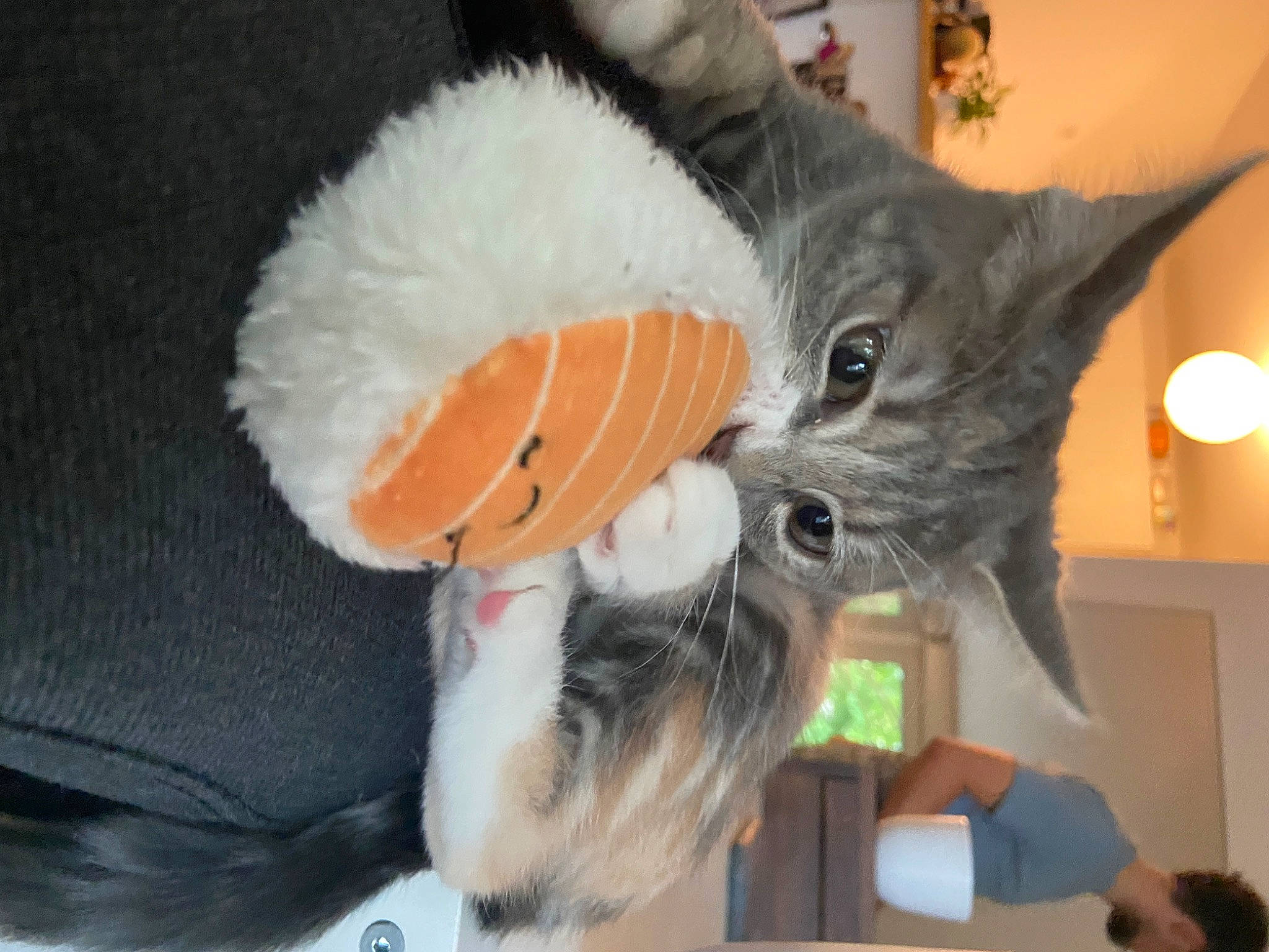 Courgette participe au concours pour gagner de l'argent avec cette photo : carnivore, cat, comfort, companion_dog, domestic_short_haired_cat, ear, fawn, felidae, fur, hat, lap, paw, plush, small_to_medium_sized_cats, snout, stuffed_toy, tail, toy, tree, whiskers