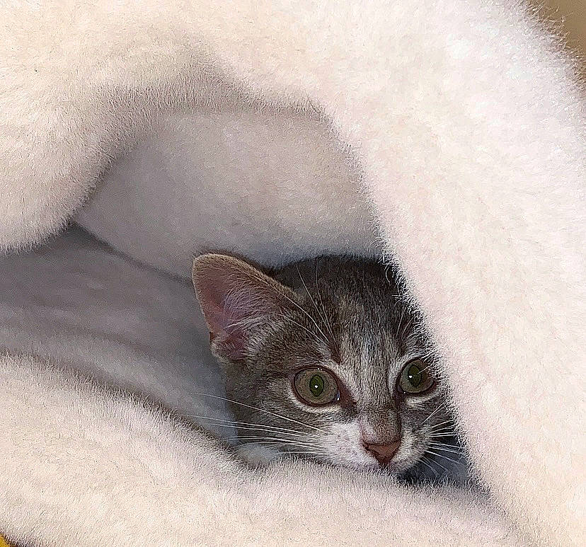 Courgette a rejoint le concours — aidez-le/la à gagner de superbes lots ! art, carnivore, cat, cat_bed, comfort, domestic_short_haired_cat, drawing, eye, felidae, fur, grey, head, illustration, painting, paw, small_to_medium_sized_cats, snout, terrestrial_animal, whiskers, window