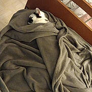 Tanos participe au concours pour gagner de l'argent avec cette photo : cat, blanket, bed, cozy, sleeping, indoor, feline, wooden_furniture, gray, resting, pet, comfort, domestic_animal, fur, relaxation, soft_texture, headboard, animal, wrapped, quiet