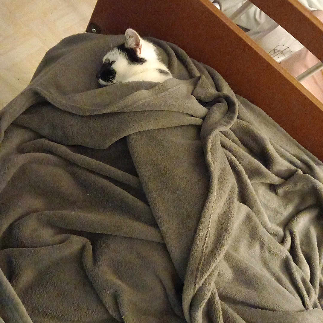 Tanos participe au concours pour gagner de l'argent avec cette photo : animal, bed, blanket, cat, comfort, cozy, domestic_animal, feline, fur, gray, headboard, indoor, pet, quiet, relaxation, resting, sleeping, soft_texture, wooden_furniture, wrapped