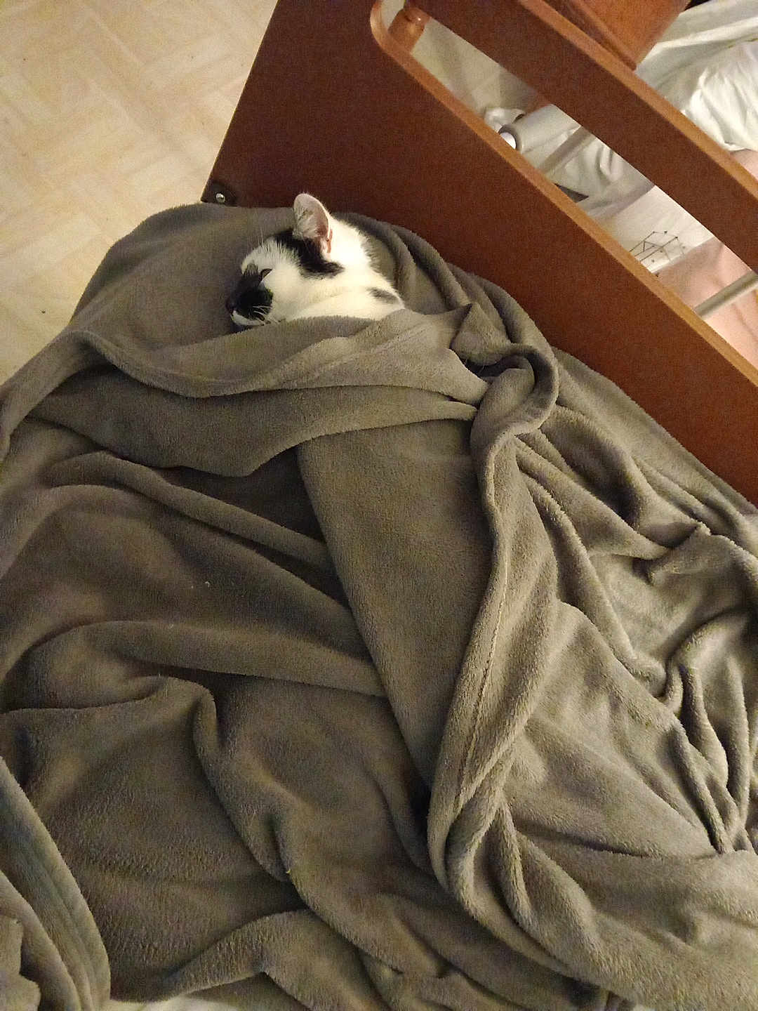 Tanos participe au concours pour gagner de l'argent avec cette photo : cat, blanket, bed, cozy, sleeping, indoor, feline, wooden_furniture, gray, resting, pet, comfort, domestic_animal, fur, relaxation, soft_texture, headboard, animal, wrapped, quiet