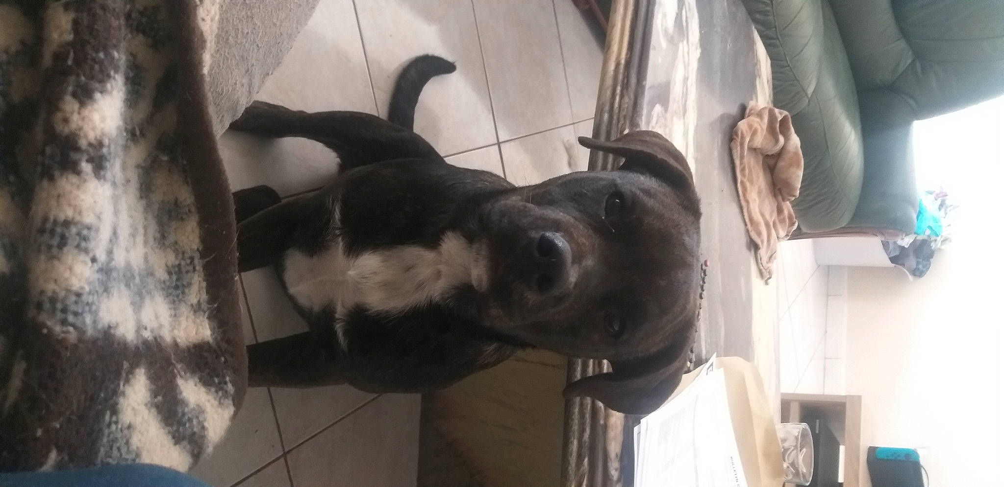 Freyja participe au concours pour gagner de l'argent avec cette photo : carnivore, collar, companion_dog, curtain, dog, dog_breed, dog_collar, fawn, fur, gesture, giant_dog_breed, guard_dog, mammal, snout, sporting_group, tail, vertebrate, whiskers, working_animal, working_dog