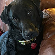 Lena joined the competition — help win amazing prizes! animal, black_dog, canine, close_up, collar, companion, cute, dog, domestic_animal, friendly, fur, heart_shaped_tag, household, indoor, leather_couch, looking_at_camera, mammal, pet, portrait, resting