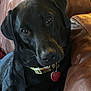 animal, black_dog, canine, close_up, collar, companion, cute, dog, domestic_animal, friendly, fur, heart_shaped_tag, household, indoor, leather_couch, looking_at_camera, mammal, pet, portrait, resting