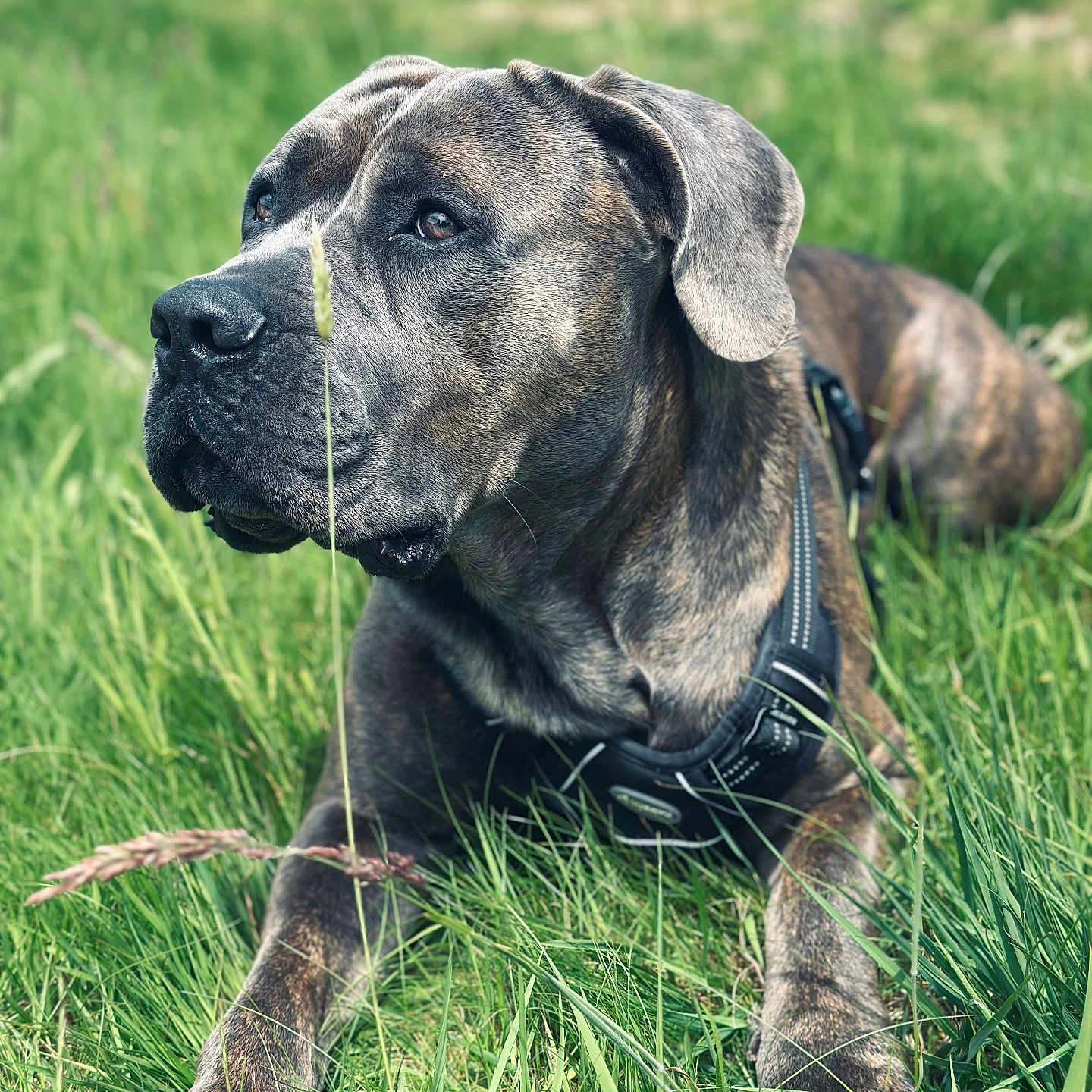 Uzi a rejoint le concours — aidez-le/la à gagner de superbes lots ! animal, brindle, canine, closeup, collar, daylight, dog, ears, field, fur, grass, greenery, harness, lying_down, muzzle, nature, outdoor, peaceful, pet, portrait