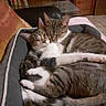 animal, bed, cat, cats, companionship, cozy, cuddling, cute, feline, fur, home, hugging, indoors, pet, pet_bed, relaxed, sleeping, striped, tabby, white_paws
