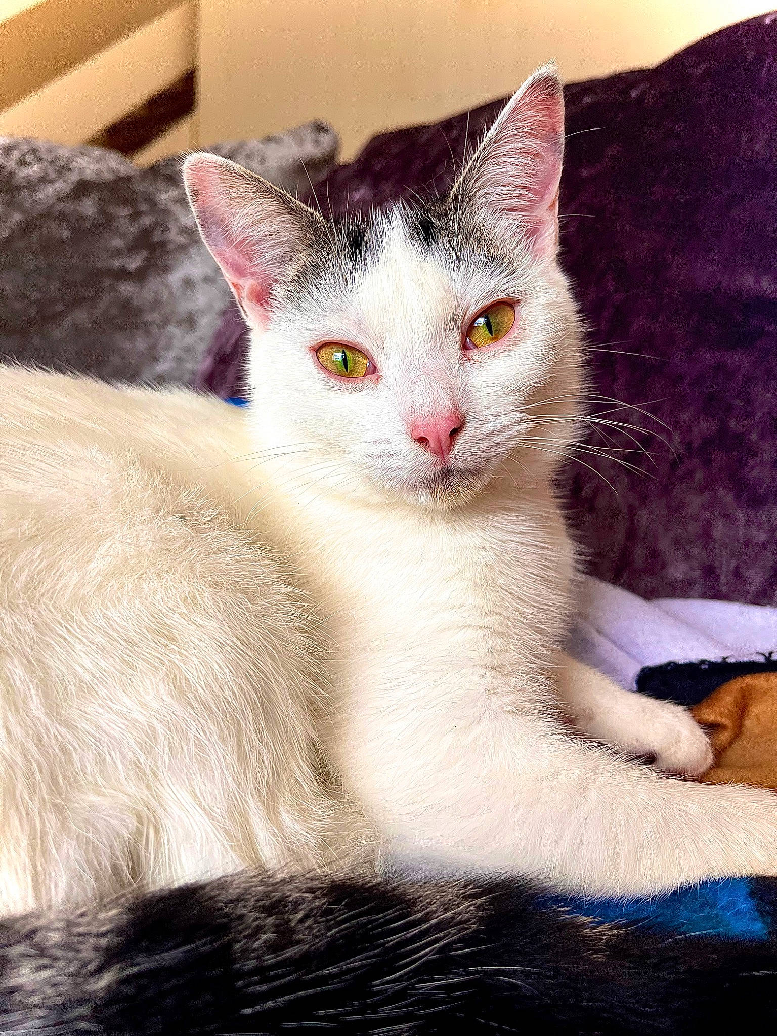 Lexi joined the competition — help win amazing prizes! art, carnivore, cat, claw, comfort, domestic_short_haired_cat, felidae, fur, paw, small_to_medium_sized_cats, snout, tail, terrestrial_animal, whiskers