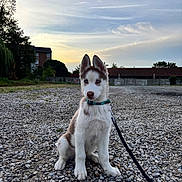 Bosko a rejoint le concours — aidez-le/la à gagner de superbes lots ! puppy, dog, husky, pet, animal, leash, outdoor, gravel, sunset, sky, clouds, building, nature, young, sitting, cute, collar, fur, ears, portrait