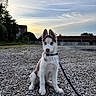 puppy, dog, husky, pet, animal, leash, outdoor, gravel, sunset, sky, clouds, building, nature, young, sitting, cute, collar, fur, ears, portrait