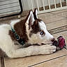 Bosko a rejoint le concours — aidez-le/la à gagner de superbes lots ! puppy, dog, husky, blue_eyes, toy, rope_toy, playing, lying_down, floor, tile_floor, indoor, pet, collar, brown_and_white, cute, young_dog, ears_up, chewing, close_up, domestic_animal