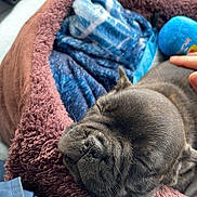 Venom participe au concours pour gagner de l'argent avec cette photo : animal, ball, blanket, bodypart, bulldog, canine, dog, finger, frenchbulldog, hand, person, pet, pitbull, pug, puppy, quilt, sleeping, sport, tennis, tennisball