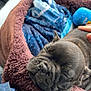 animal, ball, blanket, bodypart, bulldog, canine, dog, finger, frenchbulldog, hand, person, pet, pitbull, pug, puppy, quilt, sleeping, sport, tennis, tennisball