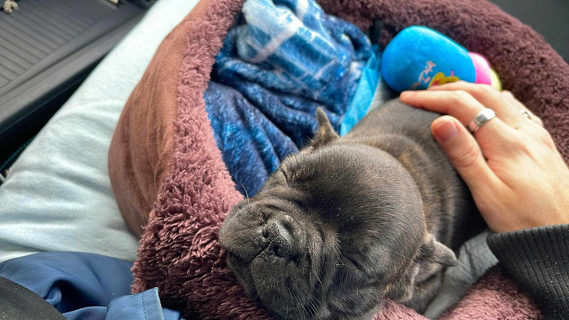 Venom participe au concours pour gagner de l'argent avec cette photo : animal, ball, blanket, bodypart, bulldog, canine, dog, finger, frenchbulldog, hand, person, pet, pitbull, pug, puppy, quilt, sleeping, sport, tennis, tennisball