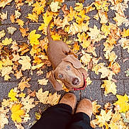 Arlo a rejoint le concours — aidez-le/la à gagner de superbes lots ! dog, autumn, fall_leaves, leaves, pavement, brown_dog, boots, looking_up, outdoor, seasonal, nature, pet, canine, curious, walking, fall, ground, colorful, casual, daytime