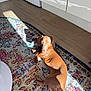 dog, dachshund, brown_dog, sunlight, rug, patterned_rug, floor, wooden_floor, kitchen, cabinet, appliance, pet, lying_down, shadow, indoor, curious, relaxed, canine, animal, cozy
