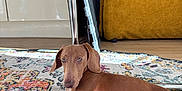 Arlo a rejoint le concours — aidez-le/la à gagner de superbes lots ! dog, dachshund, brown_dog, pet, lying_down, indoor, rug, patterned_rug, chair, metal_legs, floor, wood_floor, furniture, cozy, relaxed, looking, animal, domestic_animal, home, carpet