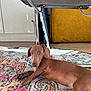 dog, dachshund, brown_dog, pet, lying_down, indoor, rug, patterned_rug, chair, metal_legs, floor, wood_floor, furniture, cozy, relaxed, looking, animal, domestic_animal, home, carpet