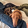 dog, sweater, leopard_print, denim, leg, bed, blanket, cozy, resting, indoors, pet, casual, brown_dog, warm_light, relaxation, furry_pet, comfort, human_leg, apparel, domestic_animal
