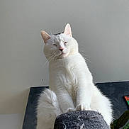 Leïlo a rejoint le concours — aidez-le/la à gagner de superbes lots ! cat, white_cat, pet, indoor, scratching_post, feline, fluffy, close_up, animal, cute, whiskers, ears, paw, relaxed, looking_down, houseplant, wall, home, domestic_cat, resting