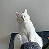 cat, white_cat, pet, indoor, scratching_post, feline, fluffy, close_up, animal, cute, whiskers, ears, paw, relaxed, looking_down, houseplant, wall, home, domestic_cat, resting