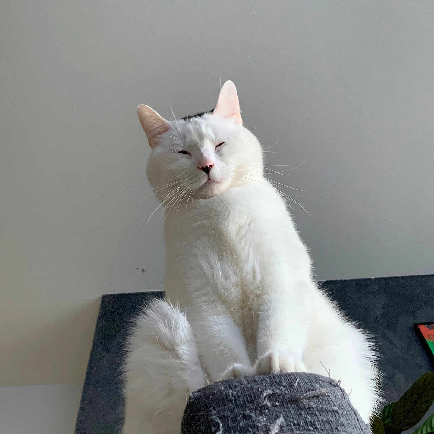 Leïlo a rejoint le concours — aidez-le/la à gagner de superbes lots ! cat, white_cat, pet, indoor, scratching_post, feline, fluffy, close_up, animal, cute, whiskers, ears, paw, relaxed, looking_down, houseplant, wall, home, domestic_cat, resting